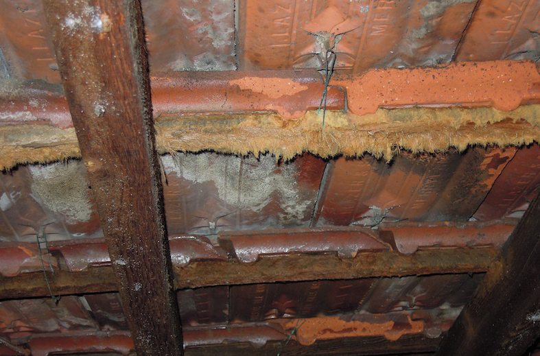Delignification – a common finding during Inner West Building and Pest Inspections
